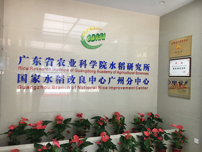 明美體視顯微鏡助力廣東省農(nóng)業(yè)科學(xué)院水稻種子觀察鏡相機
