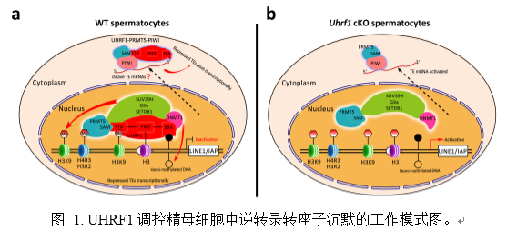 明美顯微鏡相機助力華中科技大學(xué)研究項目發(fā)表
