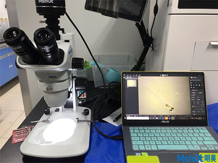 明美顯微鏡相機助力廈門大學(xué)環(huán)境與生物工程斑馬魚觀察
