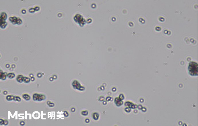觀察鈦白粉用什么顯微鏡？