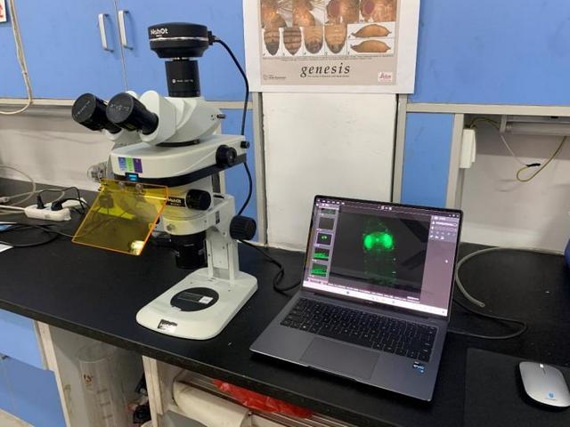 明美體視熒光顯微鏡MZX81應用于果蠅觀察