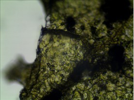 普通顯微鏡升級成數(shù)碼生物顯微鏡應用于農(nóng)業(yè)